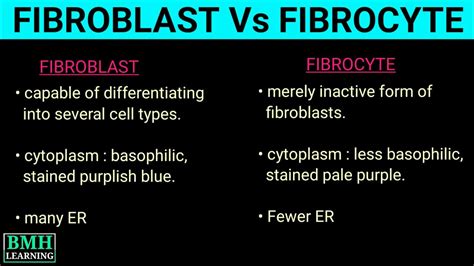 fibrocytes vs fibroblasts|fibroblast marker genes.